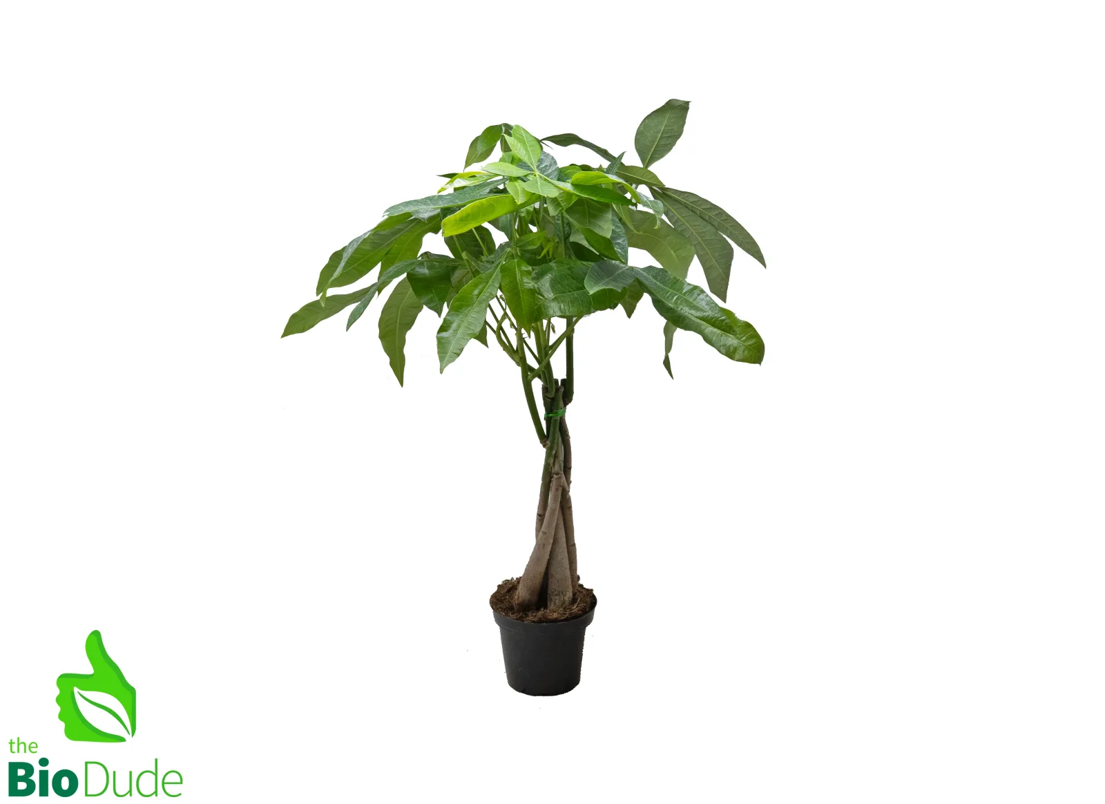 4" Pot Braided Fortune Money Tree w/Multiple Trunks