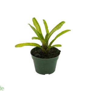 4" Pot Bromeliad Neoregelia Little Tiger
