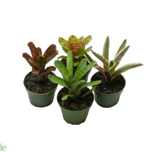 4" Pot Bromeliad Neoregelia - Rooted Mother *The Dude's Choice*