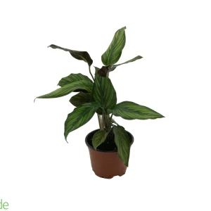 4" Pot Calathea Beauty Star