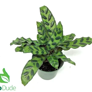 4" Pot Calathea Lancifolia