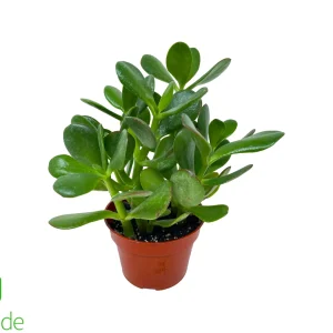 4" Pot Crassula Jade Plant