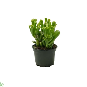 4" Pot Crassula Ovata 'Shrek'