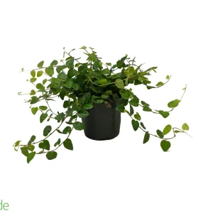 4" Pot Creeping Fig LARGE HEART LEAVES