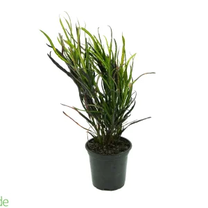 4" Pot Croton Picasso's Paintbrush