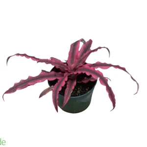 4" Pot Cryptanthus Earth Star Dude's Choice
