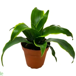 4" Pot Dracaena Dorado