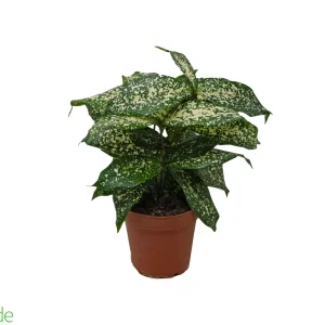 4" Pot Dracaena Florida Beauty