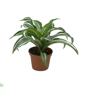 4" Pot Dracaena Jade Jewel