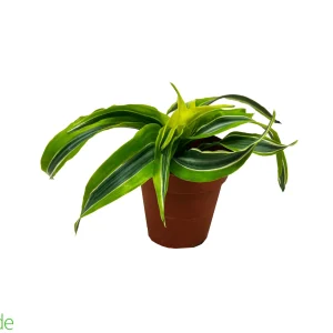 4" Pot Dracaena Lemon Surprise