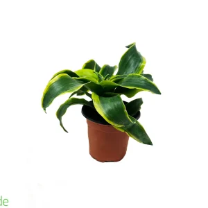 4" Pot Dracaena Tornado
