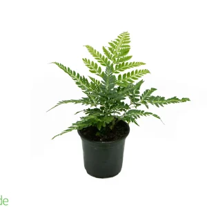 4" Pot East Indian Holly Fern