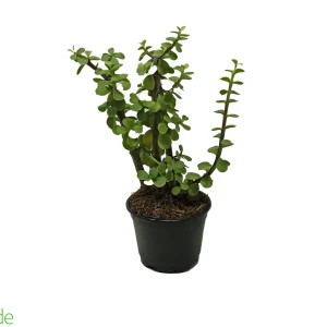 4" Pot Elephant Feed