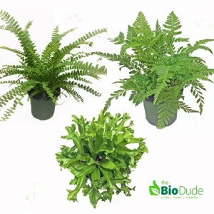 4" Pot Fern 3-Pack