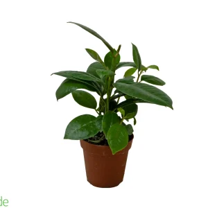 4" Pot Ficus Elastica Robusta, Rubber Tree