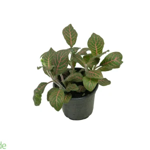 4" Pot Fittonia Red