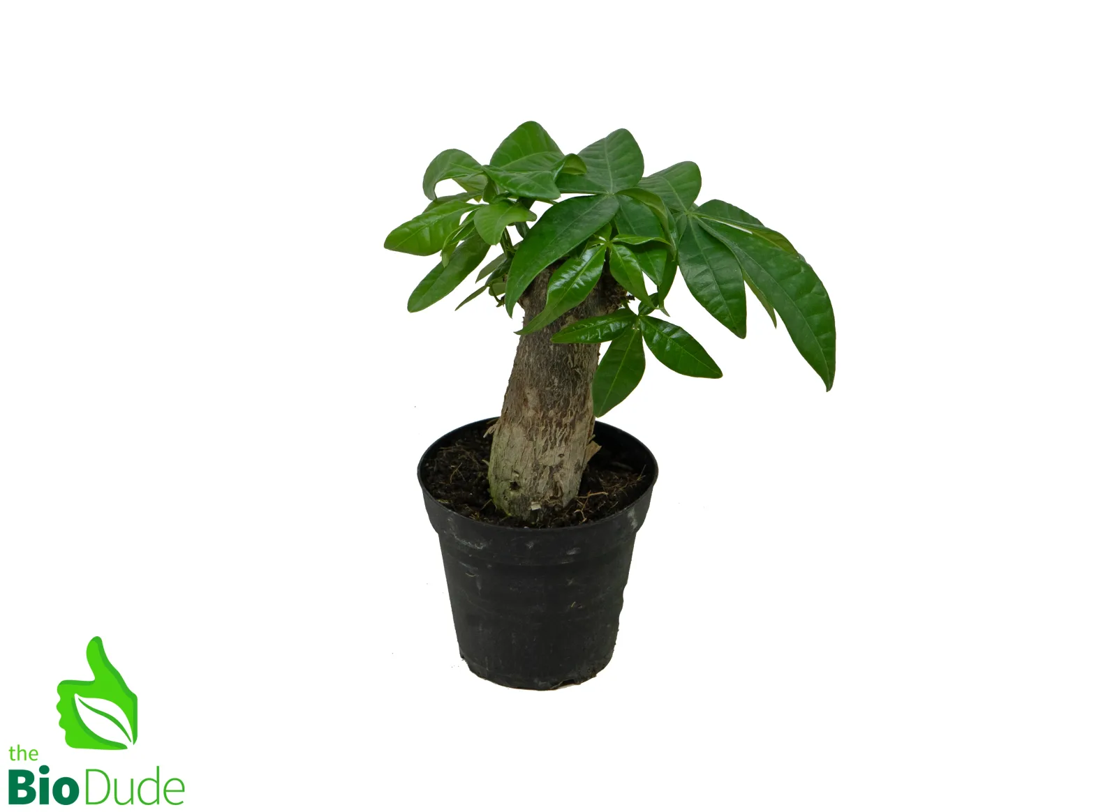 4" Pot Fortune Money Tree - Pachira - Image 2