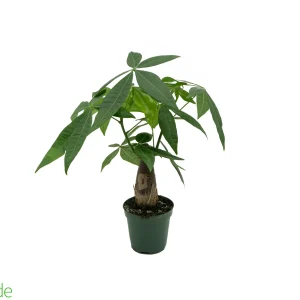4" Pot Fortune Money Tree - Pachira