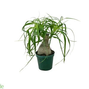 4" Pot Guatemalan Ponytail Palm