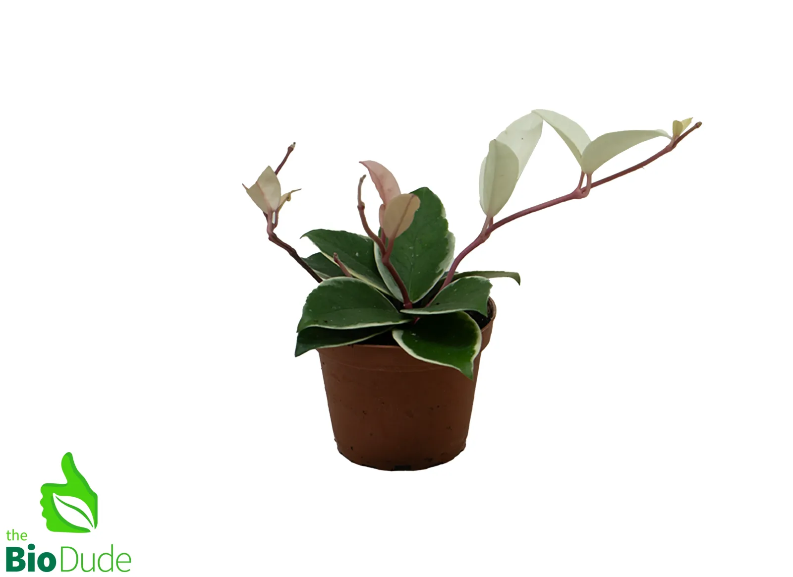 4" Pot Hoya Carnosa - Image 2