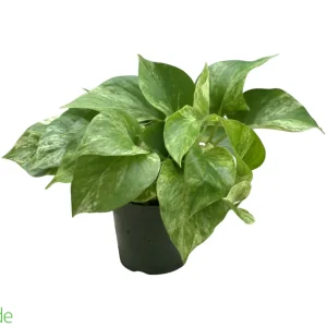 4" Pot Marble Queen Pothos