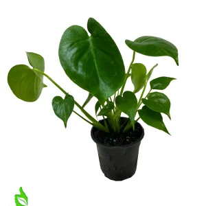 4" Pot Monstera