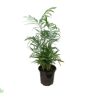4" Pot Neanthe Bella Palm