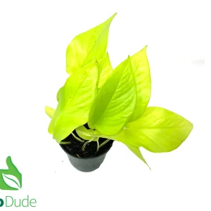 4" Pot Neon Pothos