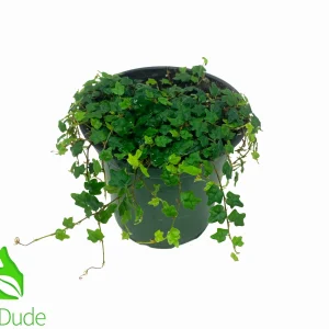 4" Pot Oak Leaf Creeping Fig TINY OAK LEAVES