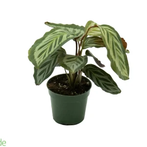 4" Pot Peacock Calathea
