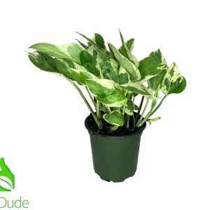4" Pot Pearls & Jade Pothos