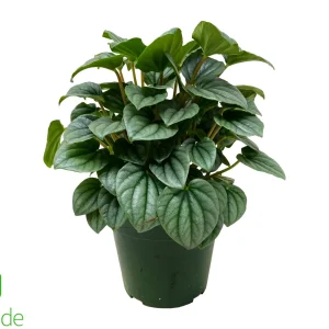 4" Pot Peperomia Frost