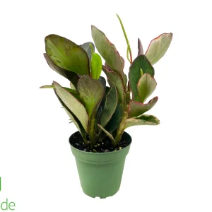 4" Pot Peperomia Ginny