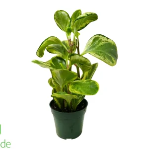 4" Pot Peperomia Golden Gate
