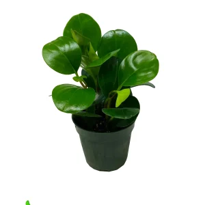 4" Pot Peperomia Green