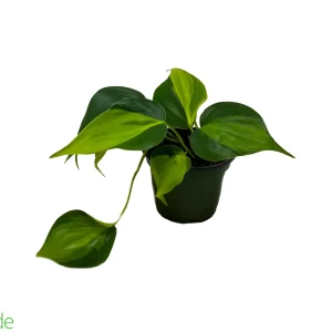 4" Pot Philodendron Brasil