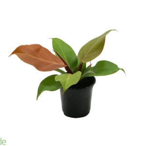 4" Pot Philodendron Cherry Red