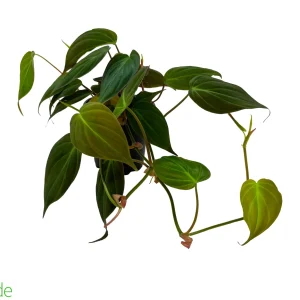 4" Pot Philodendron Micans