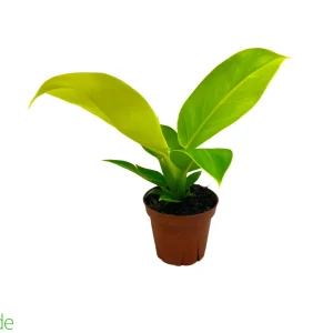 4" Pot Philodendron Moonlight