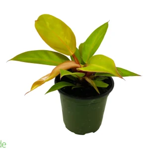 4" Pot Philodendron Prince of Orange