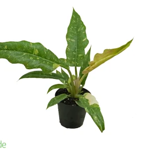 4" Pot Philodendron Ring of Fire