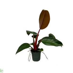 4" Pot Philodendron Rojo Congo