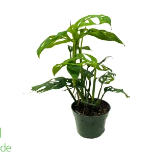 4" Pot Philodendron Swiss Cheese