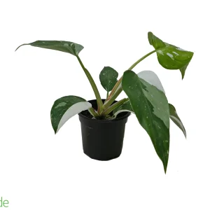 4" Pot Philodendron White Princess