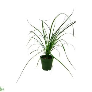 4" Pot Ponytail Palm