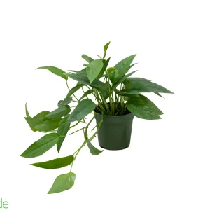 4" Pot Pothos Cebu Blue
