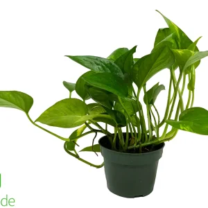 4" Pot Pothos Golden