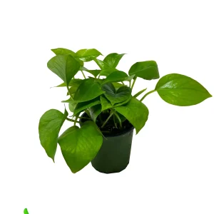 4" Pot Pothos Jade