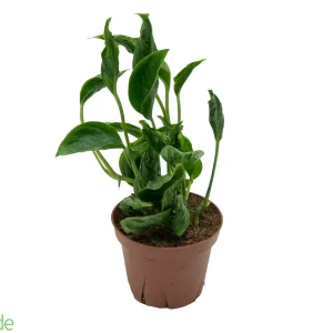 4" Pot Pothos Shangri-La