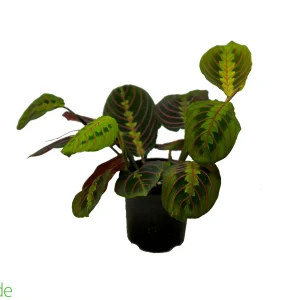 4" Pot Prayer Plant Red